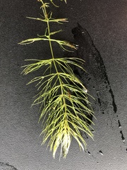 Ceratophyllum echinatum