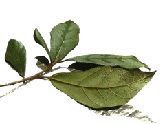 Ficus aurata
