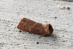 Noctuoidea