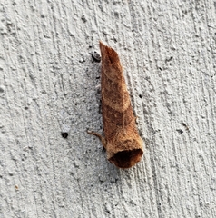 Noctuoidea