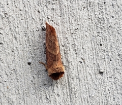 Noctuoidea