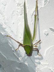 Stilpnochlora couloniana image