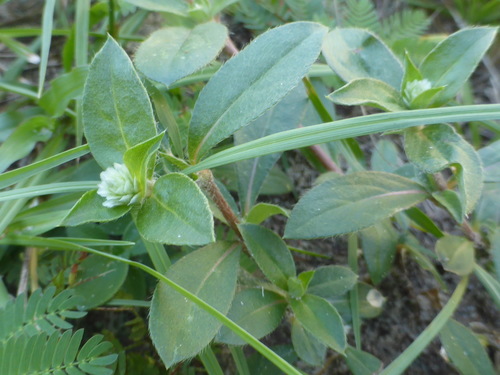 Gomphrena serrata image