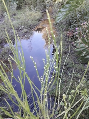 Baccharis trimera