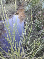Baccharis trimera