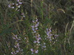 Astragalus sulcatus