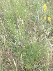 Astragalus sulcatus