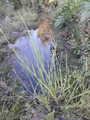 Baccharis trimera