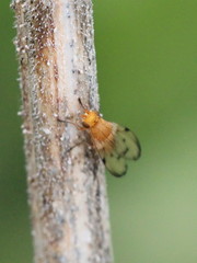 Toxonevra quinquemaculata