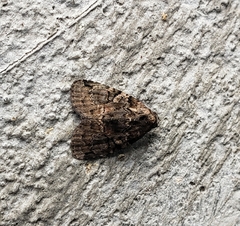 Noctuoidea