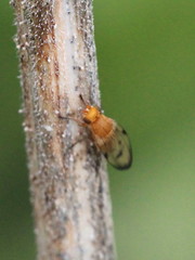 Toxonevra quinquemaculata