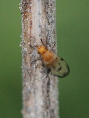 Toxonevra quinquemaculata