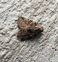 Noctuoidea