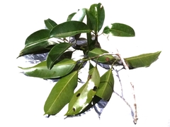 Ficus callophylla