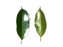 Ficus callophylla
