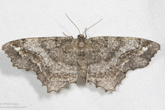 Hypagyrtis piniata