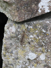 Nephrotoma appendiculata