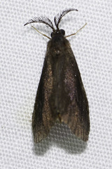 Cryptothelea gloverii