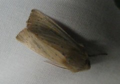 Ichneutica blenheimensis