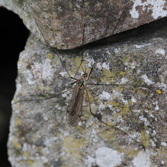 Nephrotoma appendiculata