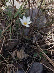 Zephyranthes fosteri