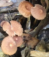 Collybiopsis subnuda