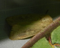 Leucania pseudargyria