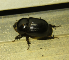 Xyloryctes jamaicensis