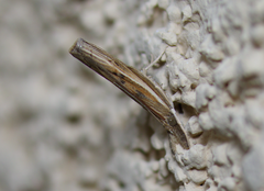 Fissicrambus profanellus