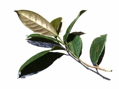 Ficus nervosa
