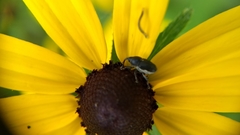 Odontocorynus