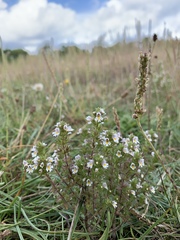 Euphrasia micrantha