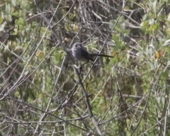 Polioptila californica