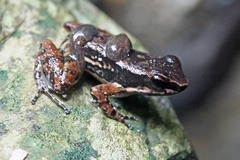 Mannophryne trinitatis