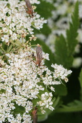 Empis digramma