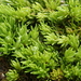 Hercynian Hair Moss - Photo (c) Christian Berg, some rights reserved (CC BY), uploaded by Christian Berg