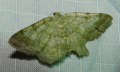 Digrammia ocellinata