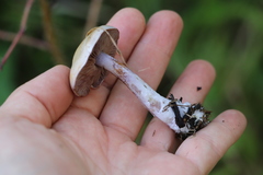 Thaxterogaster porphyropus