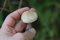 Thaxterogaster porphyropus