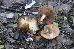 Thaxterogaster porphyropus