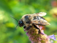 Bombus griseocollis