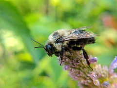Bombus griseocollis