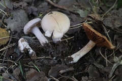 Thaxterogaster porphyropus