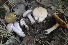 Thaxterogaster porphyropus