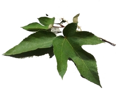 Ficus grossularioides