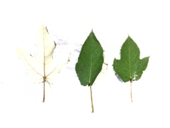 Ficus grossularioides