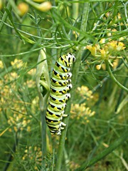 Papilio polyxenes