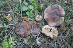 Tricholoma stans