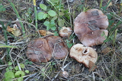 Tricholoma stans