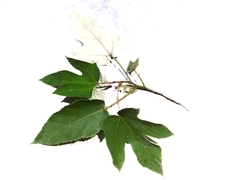 Ficus grossularioides